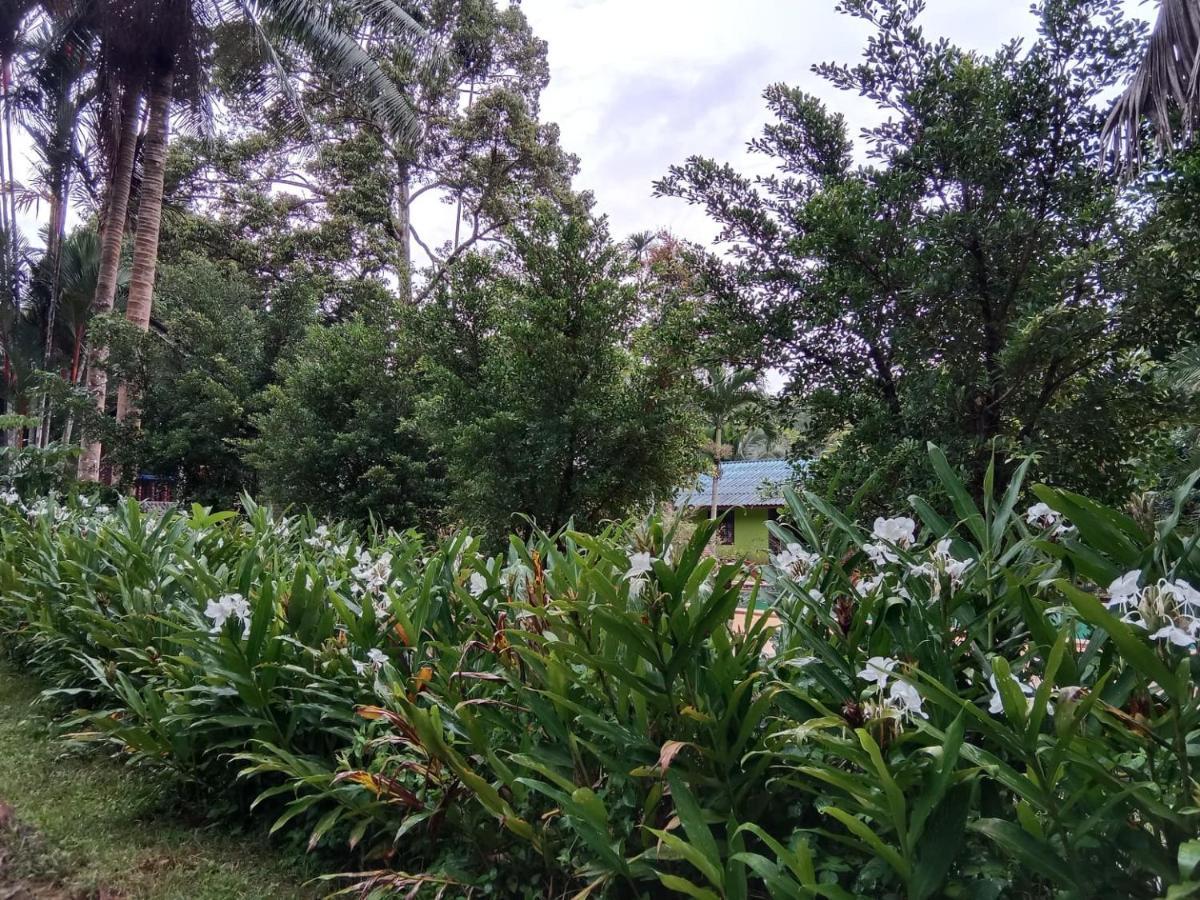 树顶河小屋度假村 Khao Sok National Park 外观 照片
